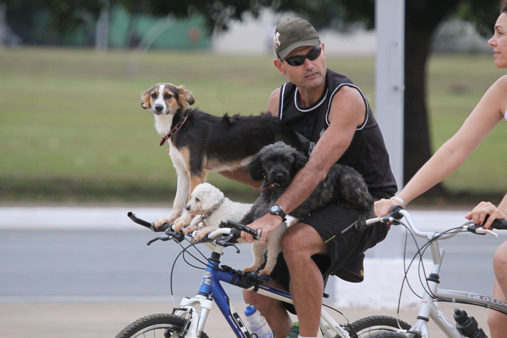 амуниция для собак для велосипеда