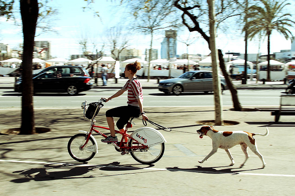 прогулка на велосипеде с собакой